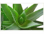 aloevera