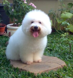caniche