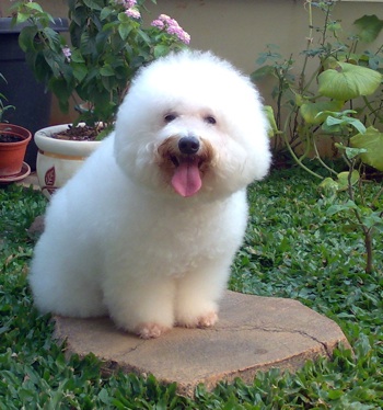 caniche