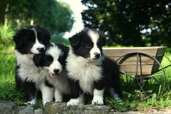 perrosinteligentes