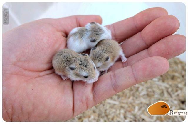 hamster