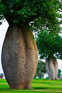 arbolesbotella