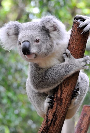 koala