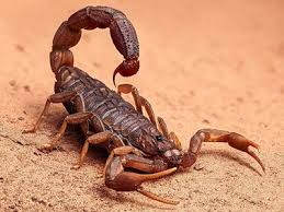 escorpiones