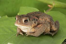 sapo