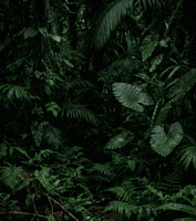 Pampa Salvaje